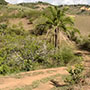 Vista do terreno a partir do sitio Lagoa (Maragojipe)