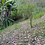 Vista do terreno a partir do sitio Lagoa (Maragojipe)
